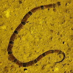 Micrurus diastema