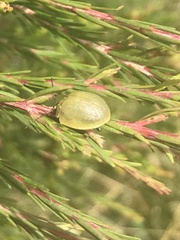 Paropsisterna crocata