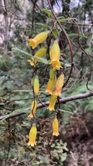 Marianthus bignoniaceus