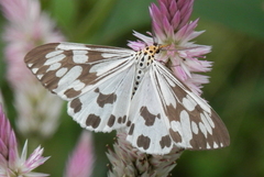 Nyctemera adversata