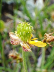 Ranunculus pedatifidus
