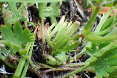 Ranunculus pedatifidus