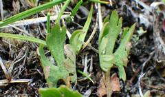 Ranunculus pedatifidus