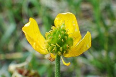 Ranunculus pedatifidus