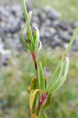 Ranunculus pedatifidus