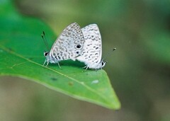 Leptotes cassius