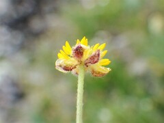 Ranunculus pedatifidus