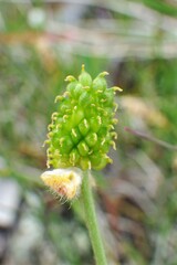 Ranunculus pedatifidus