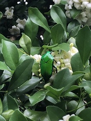 Ischiopsopha wallacei