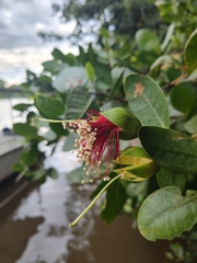 Sonneratia caseolaris