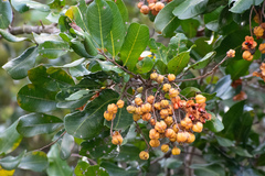 Cupaniopsis anacardioides