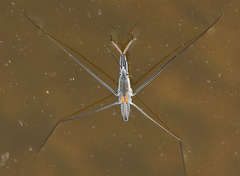 Aquarius adelaidis
