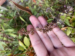 Pieris japonica taiwanensis