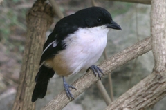 Laniarius ferrugineus