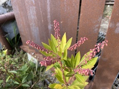 Pieris japonica taiwanensis