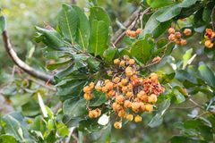 Cupaniopsis anacardioides