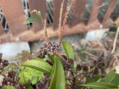 Pieris japonica taiwanensis