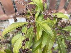 Pieris japonica taiwanensis