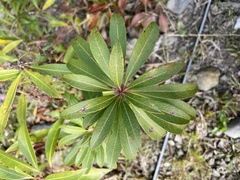 Pieris japonica taiwanensis