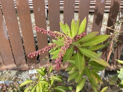 Pieris japonica taiwanensis