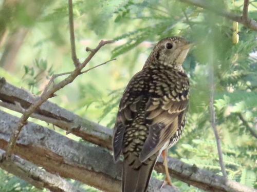 Zorzal dorado (Zoothera aurea)