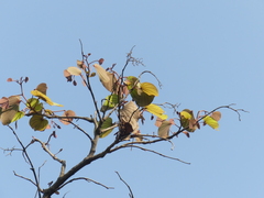 Piliostigma foveolatum