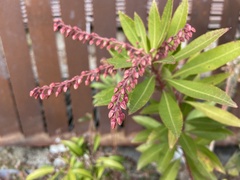 Pieris japonica taiwanensis