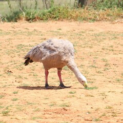 Cereopsis novaehollandiae