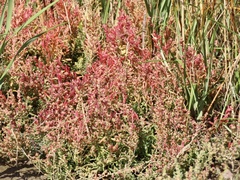 Suaeda australis