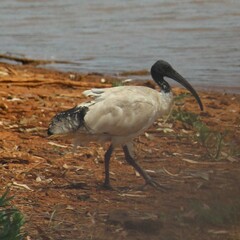 Threskiornis molucca