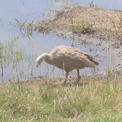 Cereopsis novaehollandiae