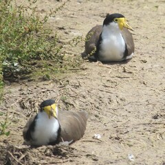 Vanellus miles novaehollandiae