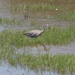 Egretta novaehollandiae