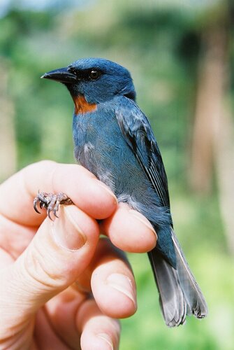 Orangequit (Euneornis campestris), photo 4