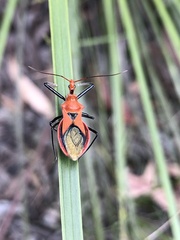 Gminatus australis