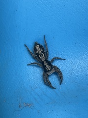 Ocrisiona leucocomis