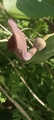 Aristolochia baetica
