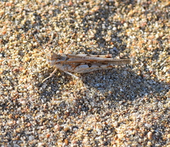 Acrotylus longipes