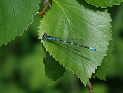 Coenagrion johanssoni
