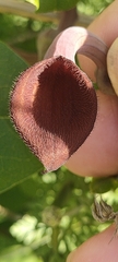 Aristolochia baetica
