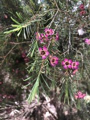 Chamelaucium
