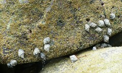 Acanthais brevidentata