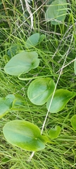 Arisarum simorrhinum