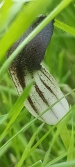 Arisarum simorrhinum