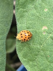 Henosepilachna vigintioctopunctata