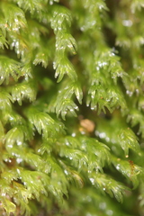 Fissidens blechnoides