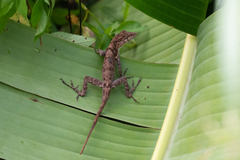Anolis stratulus