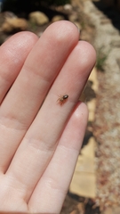 Opisthoncus sexmaculatus