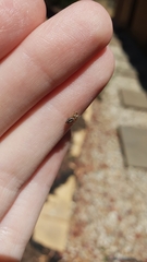 Opisthoncus sexmaculatus