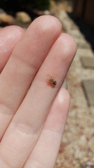 Opisthoncus sexmaculatus